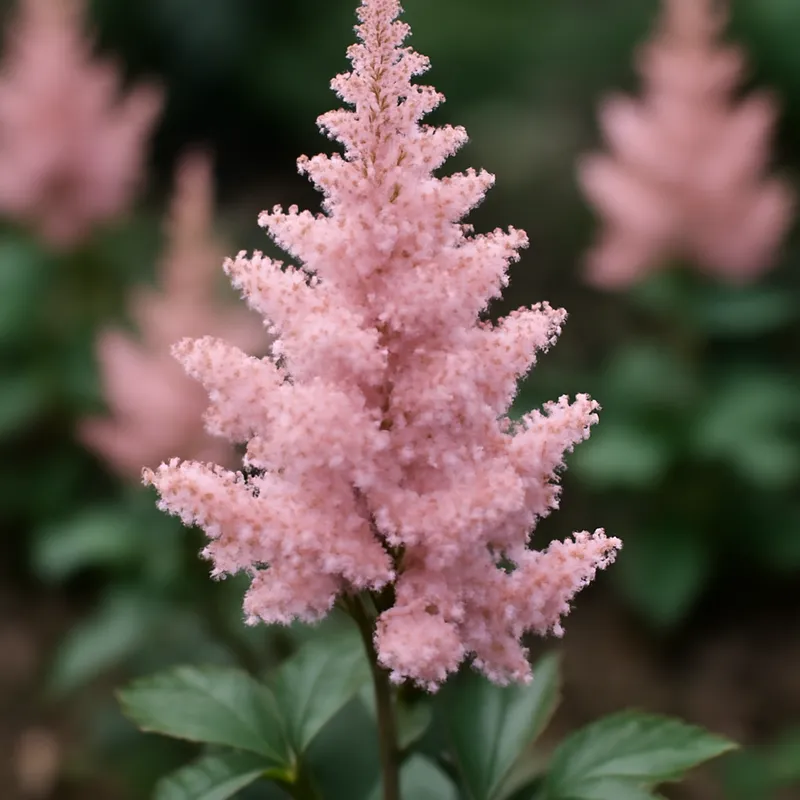 Astilbe – rose – image 4
