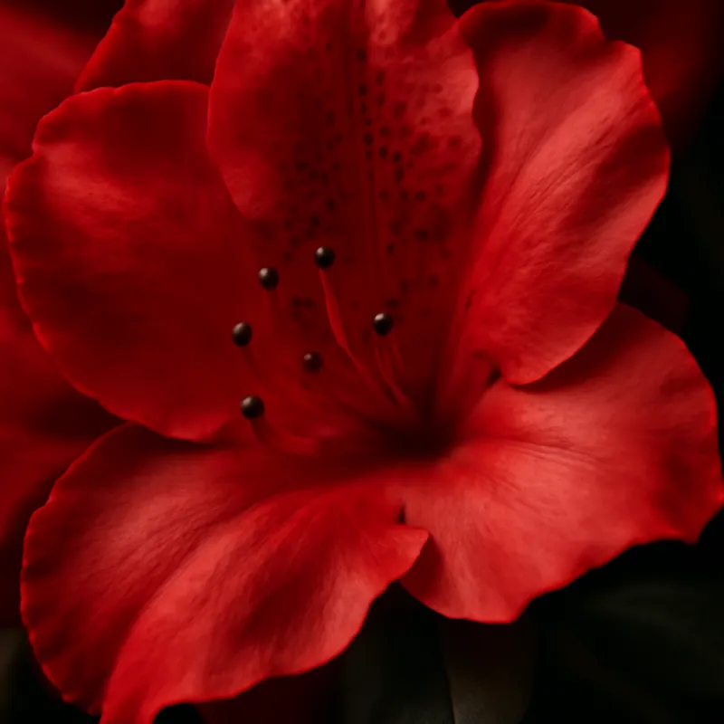 Azalée – rouge – image 2