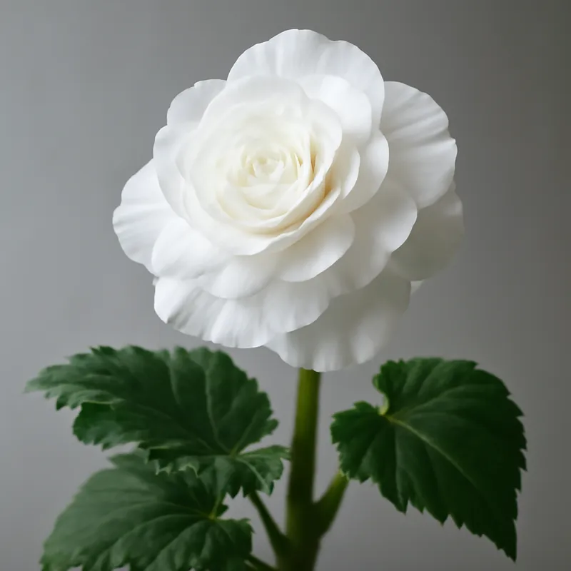 Bégonia – blanc – image 1