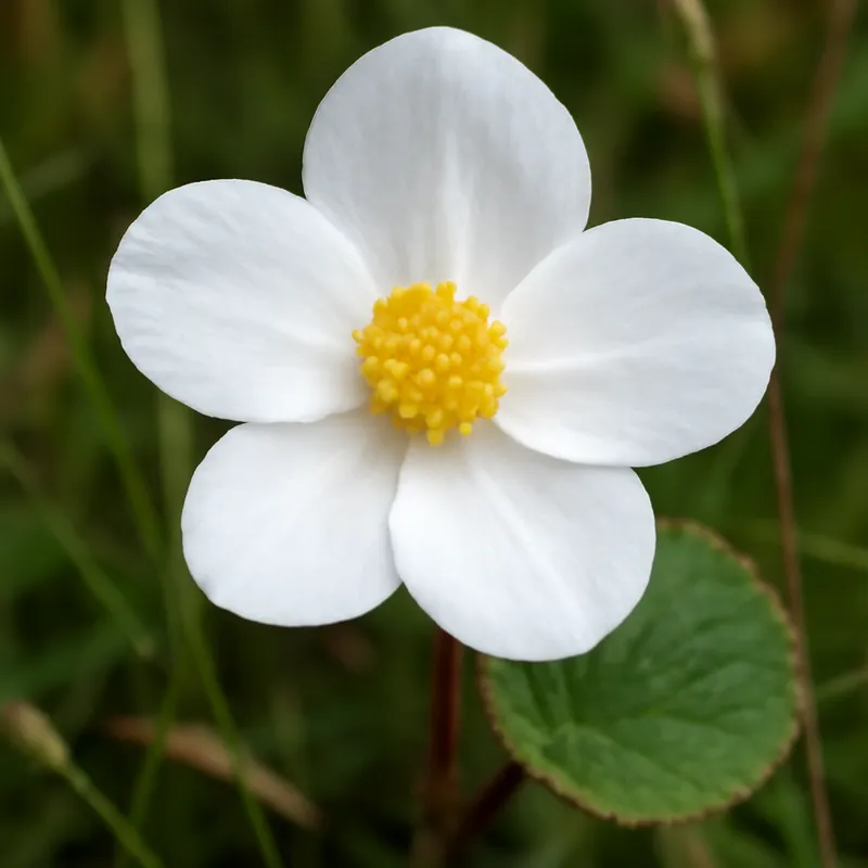 Bégonia – blanc – image 4