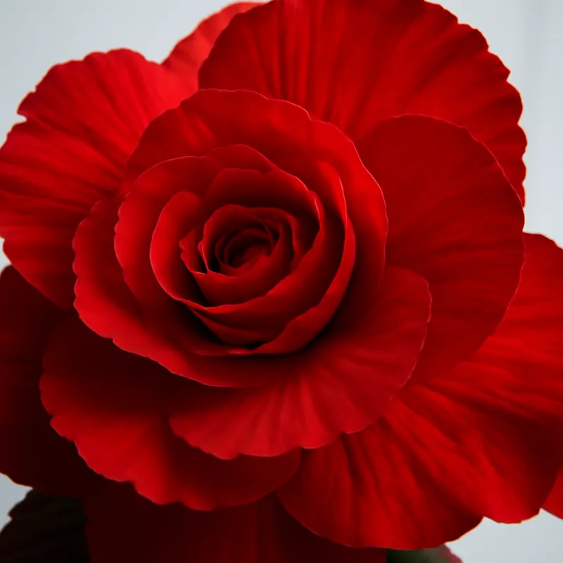 Bégonia – rouge – image 2