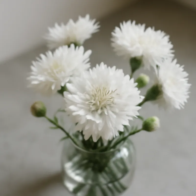 Bleuet – blanc – image 3