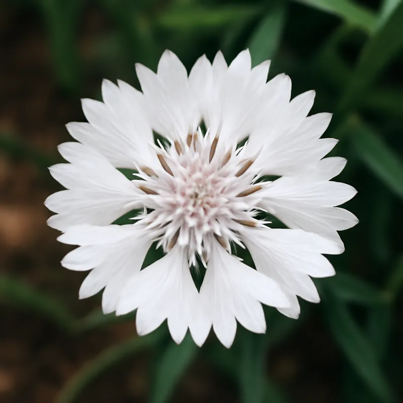 Bleuet – blanc – image 4