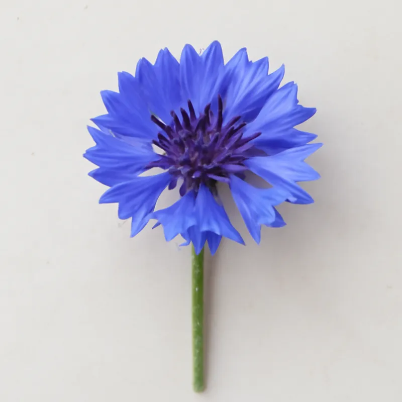Bleuet – classique – image 1