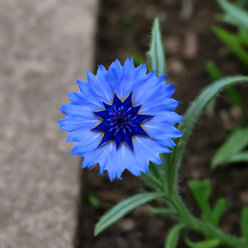 Bleuet – classique – image 4