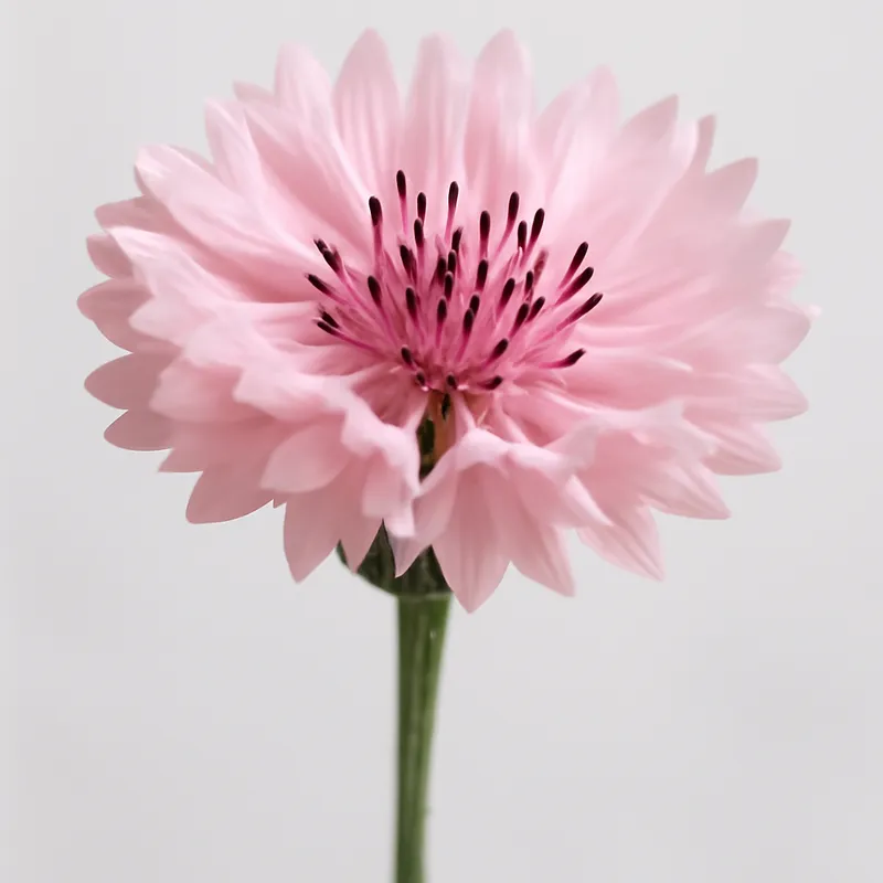 Bleuet – rose – image 1