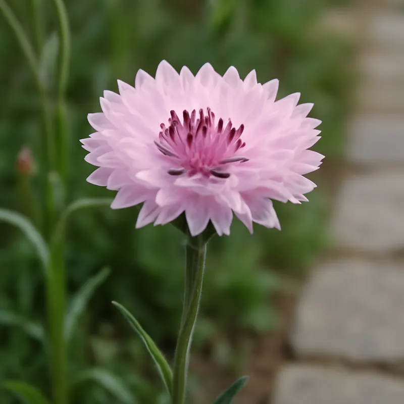 Bleuet – rose – image 4