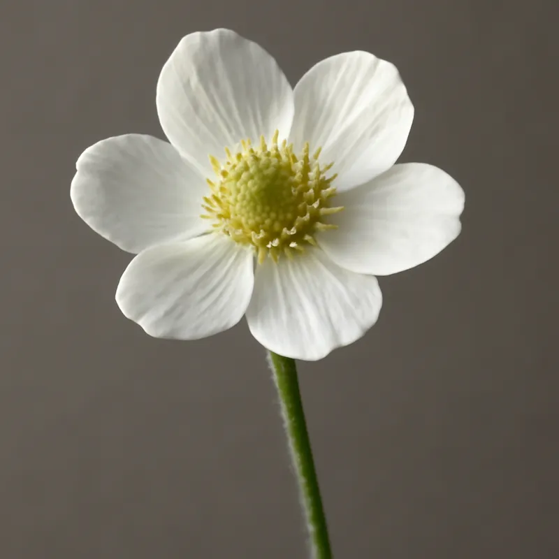 Bouton d'or – blanc – image 1