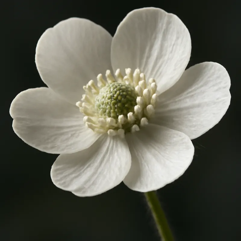 Bouton d'or – blanc – image 2