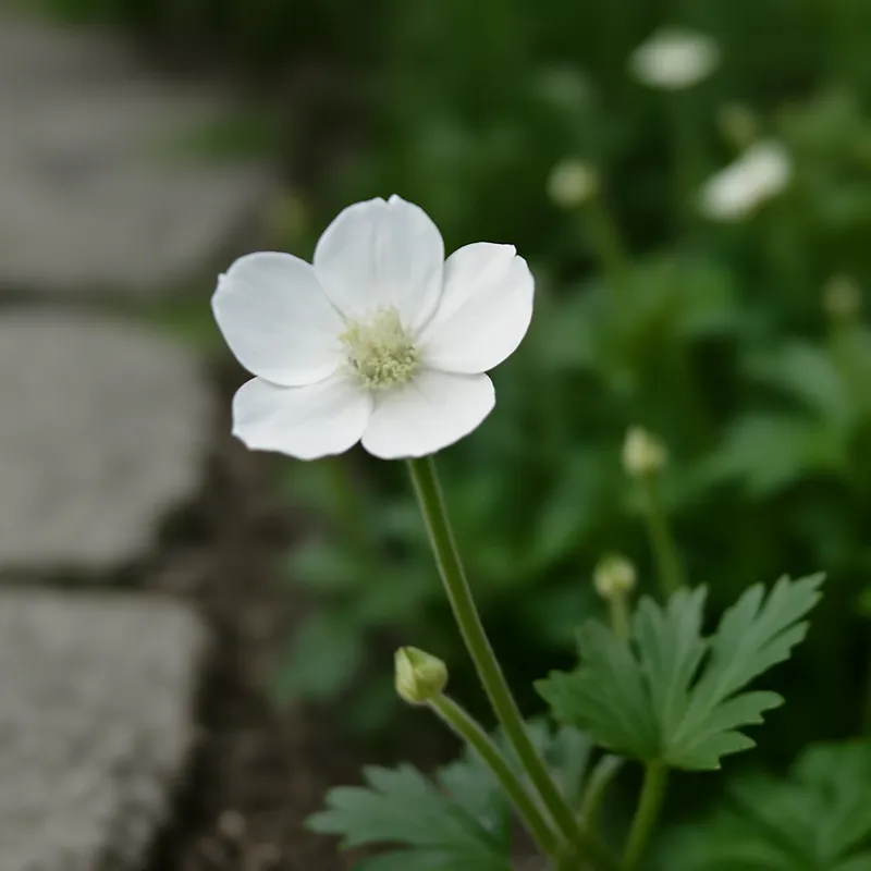 Bouton d'or – blanc – image 4