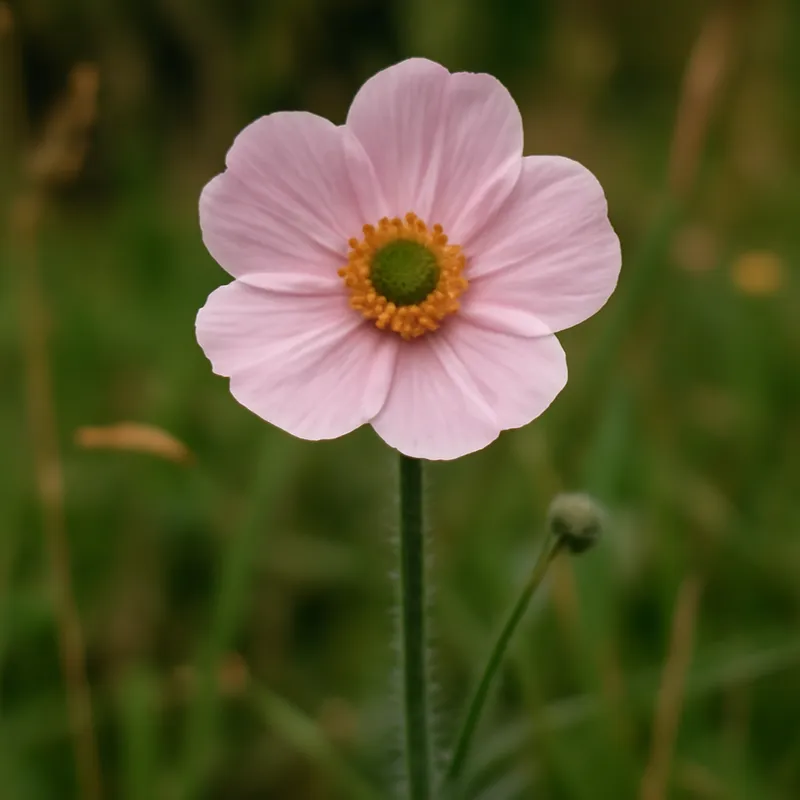 Bouton d'or – rose – image 4