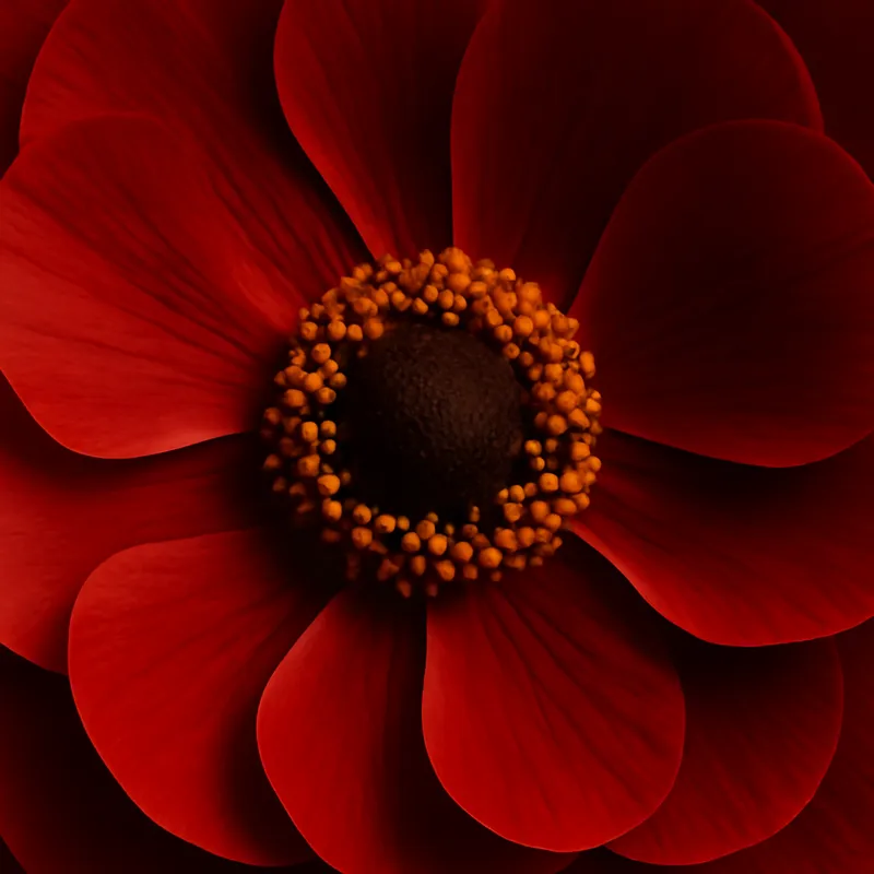 Bouton d'or - rouge - image 2
