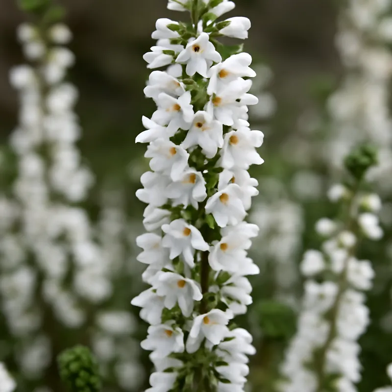 Bruyère – blanc – image 4