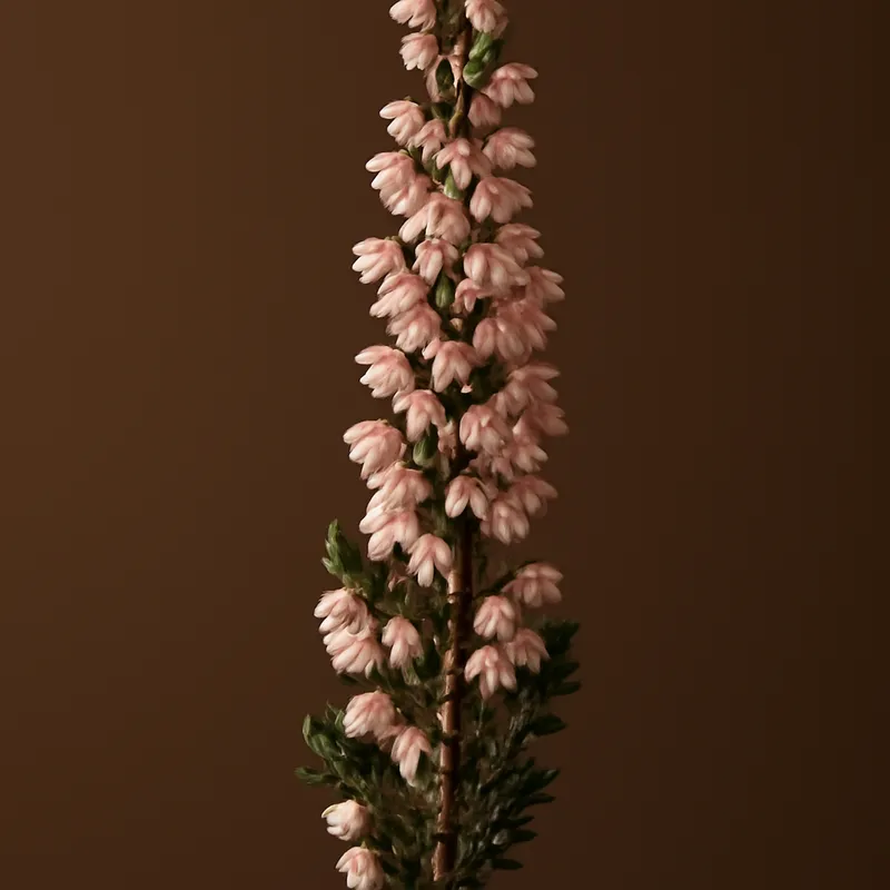 Bruyère – classique – image 1