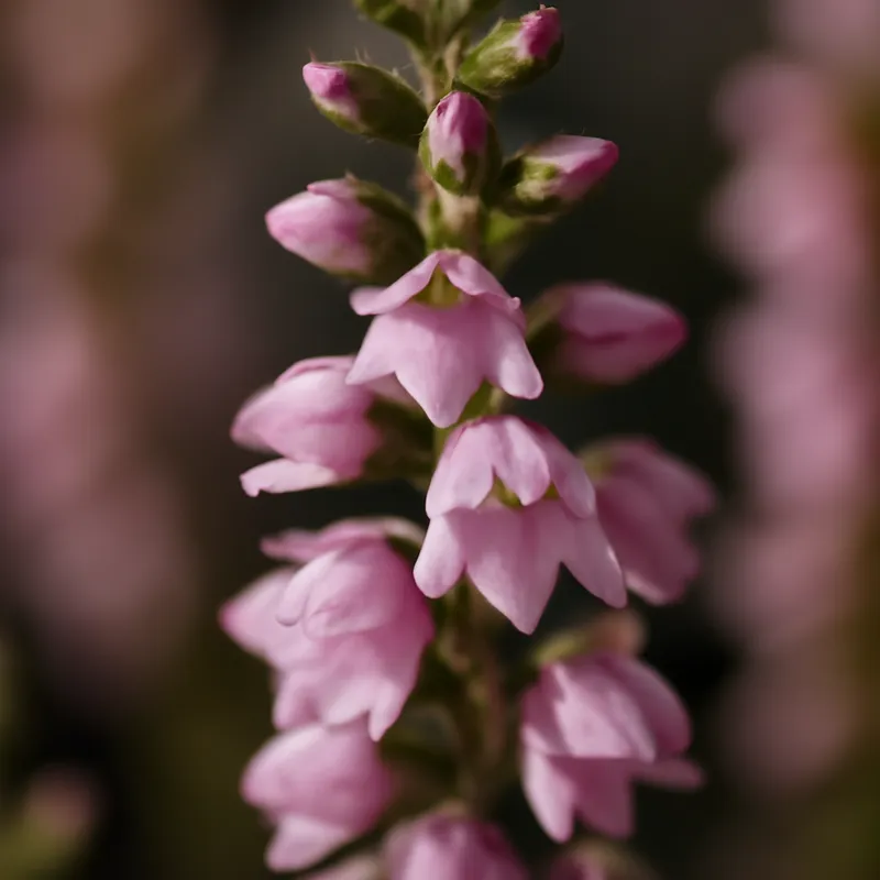 Bruyère – classique – image 2