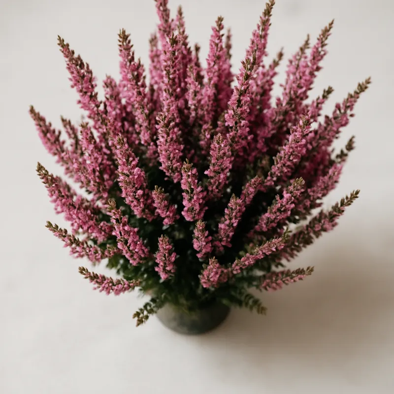 Bruyère – classique – image 3