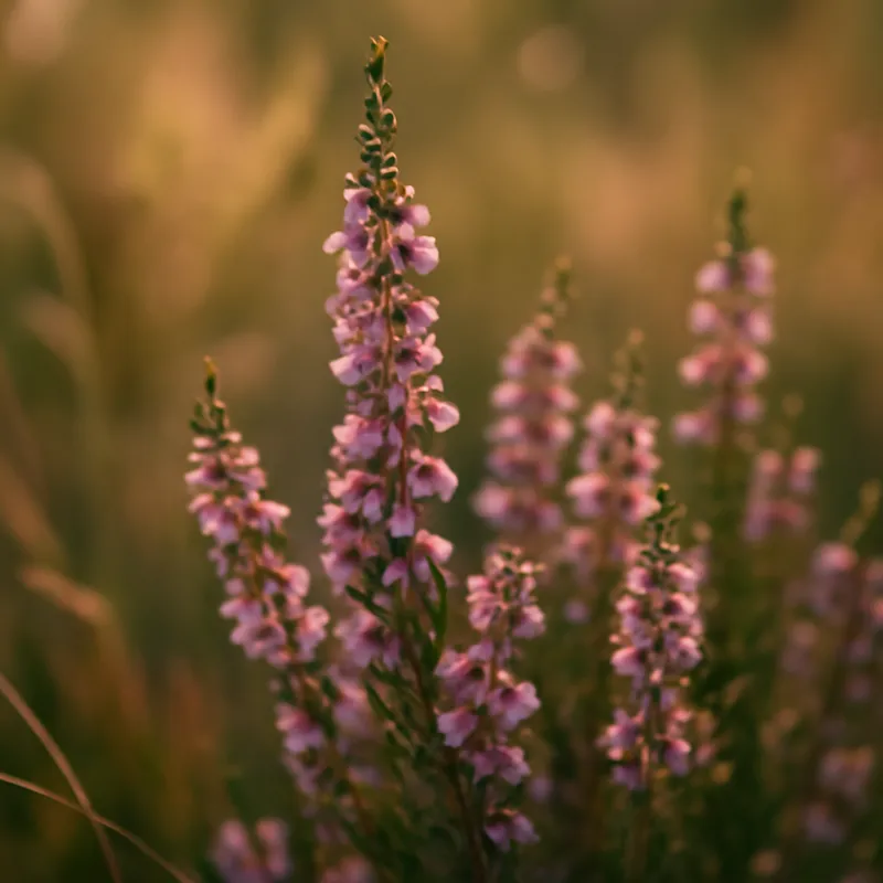 Bruyère – classique – image 4