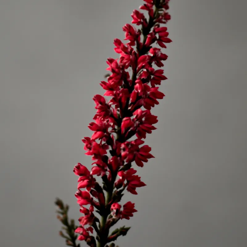 Bruyère - rouge