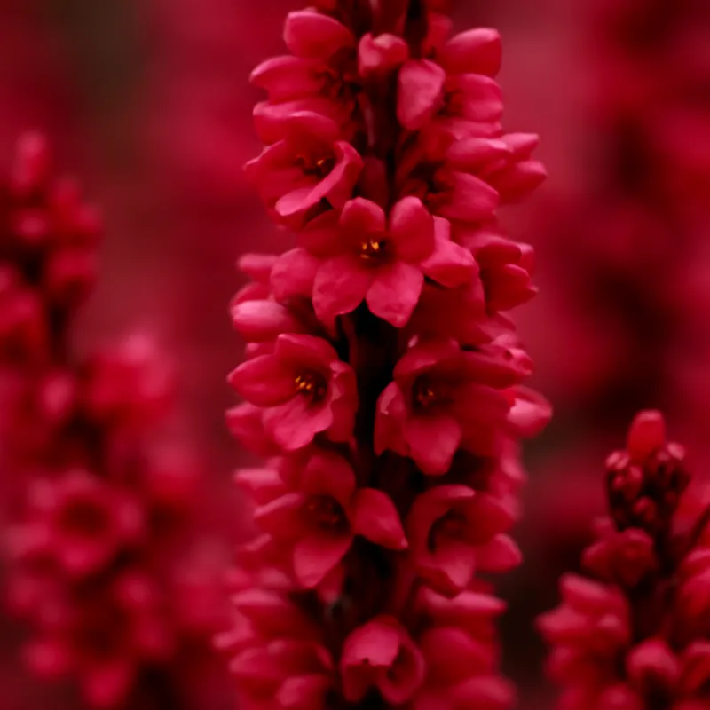 Bruyère - rouge - image 2