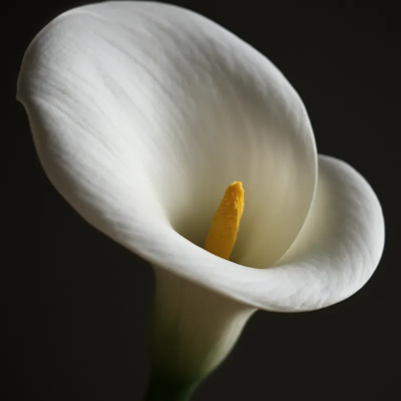 Calla – blanc – image 2