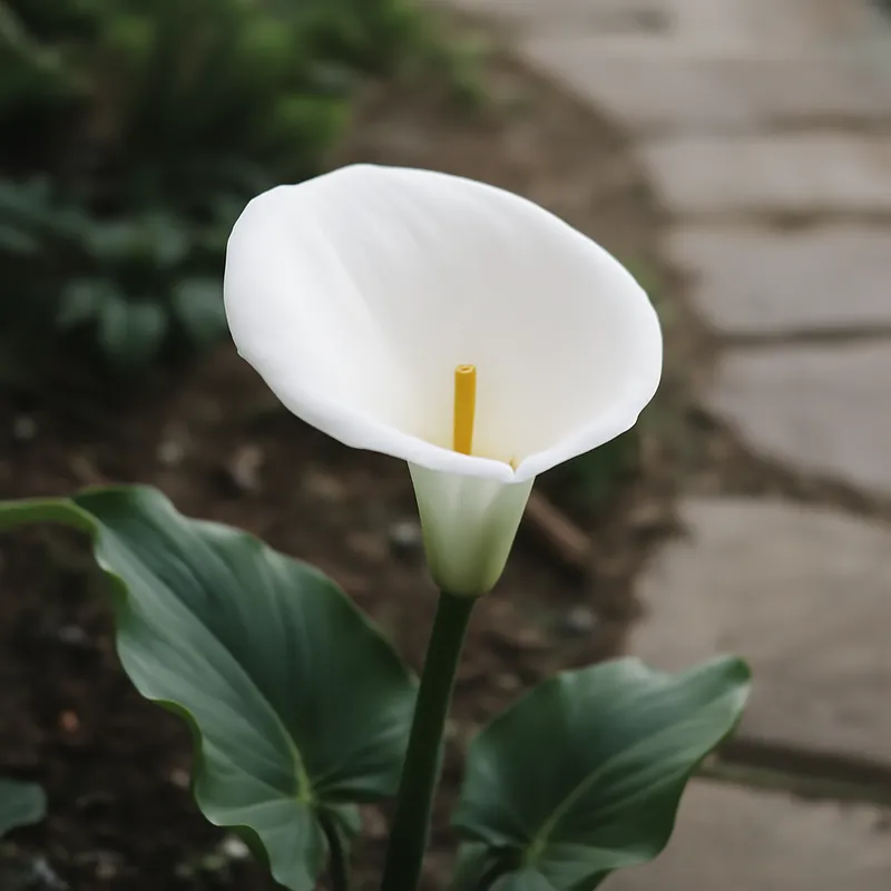 Calla – blanc – image 4