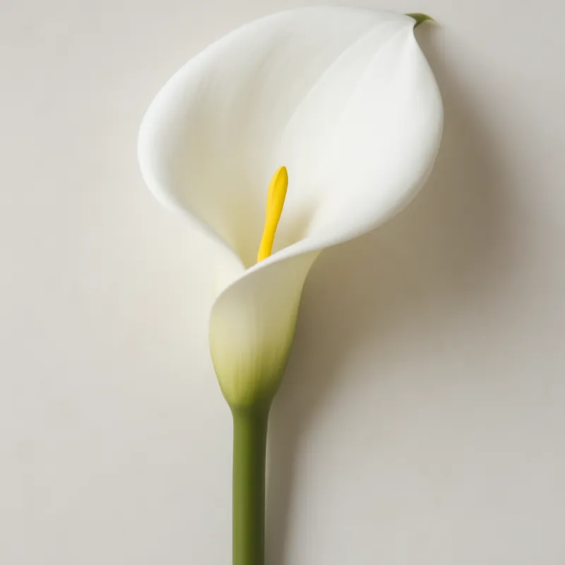 Calla - classique