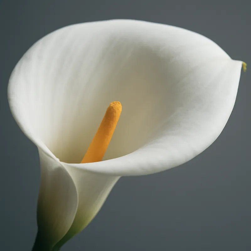Calla - classique - image 2