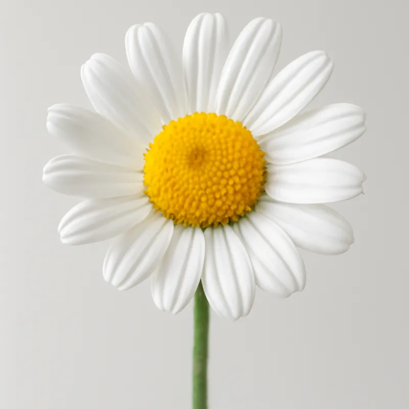 Camomille – blanc – image 1