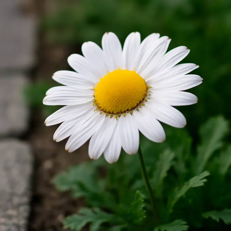 Camomille – blanc – image 4