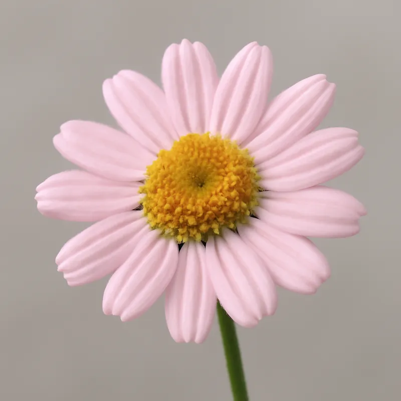 Camomille – rose – image 1
