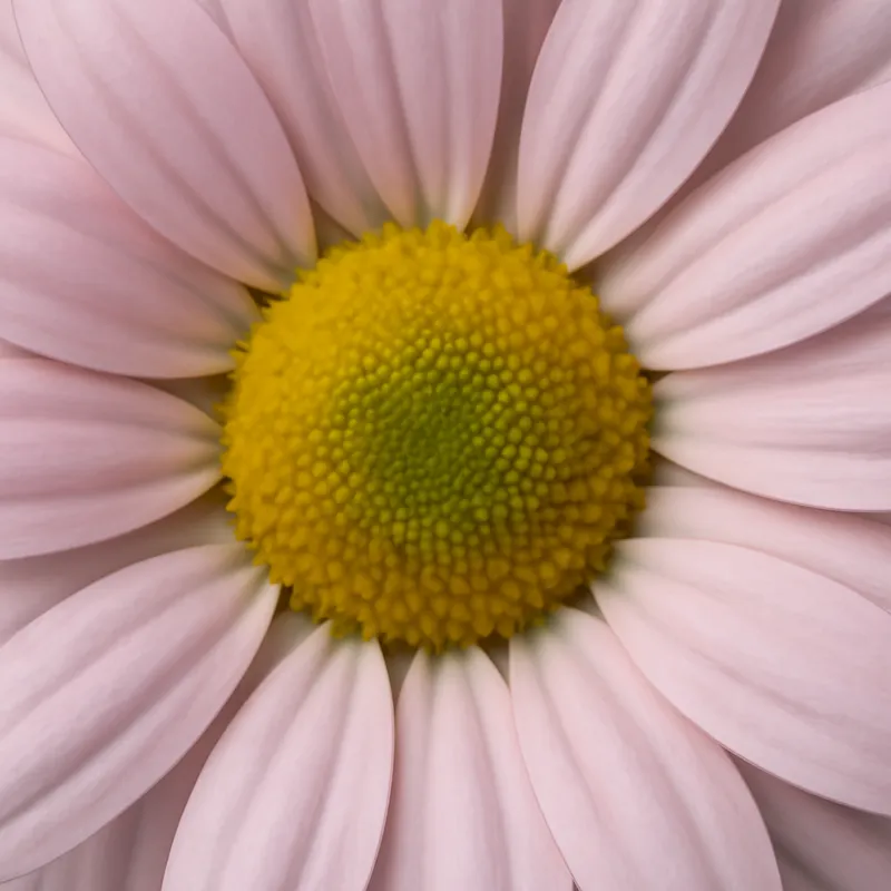 Camomille – rose – image 2