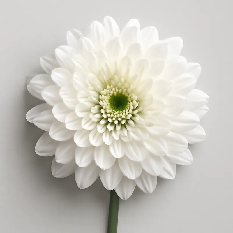 Chrysanthème – classique – image 1