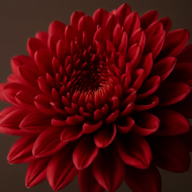 Chrysanthème – rouge – image 2