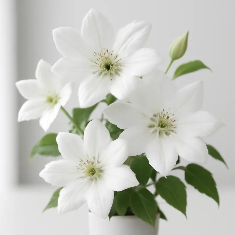 Clématite – blanc – image 3