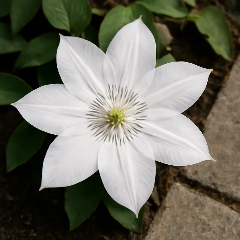 Clématite – blanc – image 4