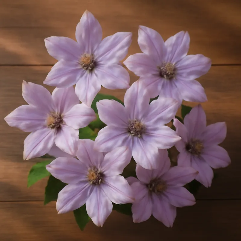 Clématite – classique – image 3