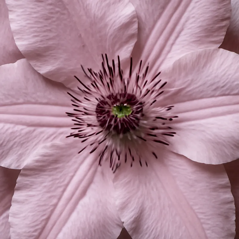 Clématite – rose – image 2