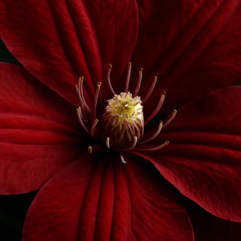 Clématite – rouge – image 2