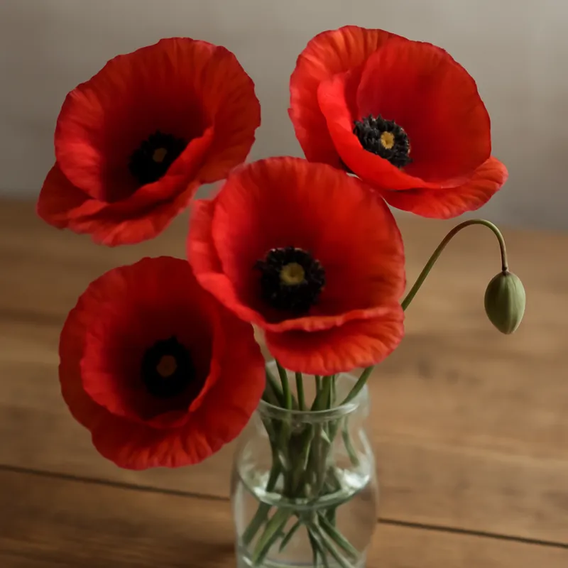 Coquelicot – classique – image 3