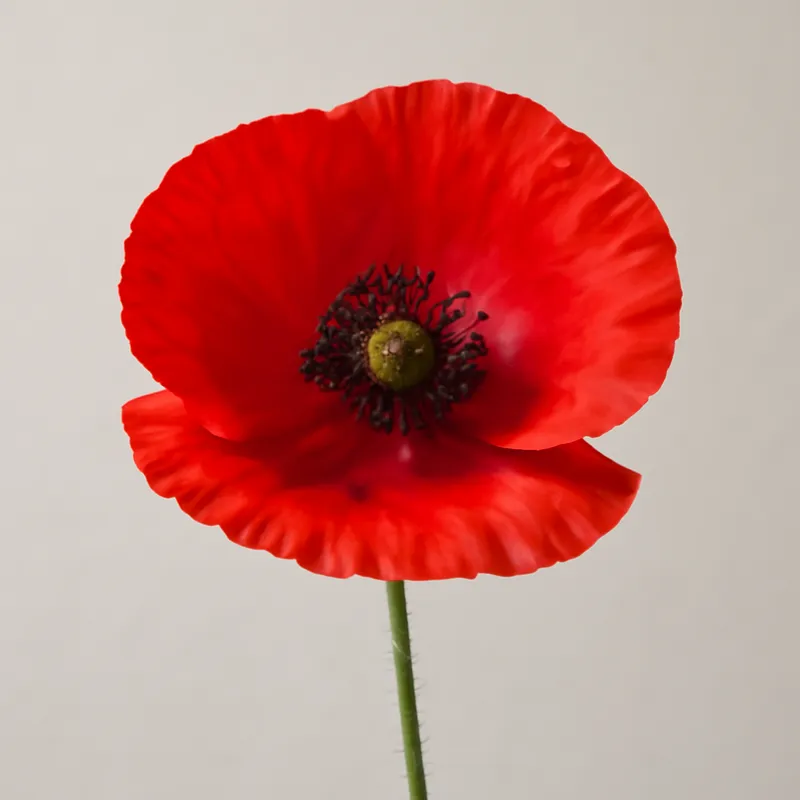 Coquelicot – rouge – image 1
