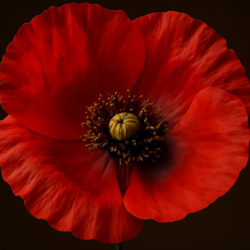 Coquelicot – rouge – image 2