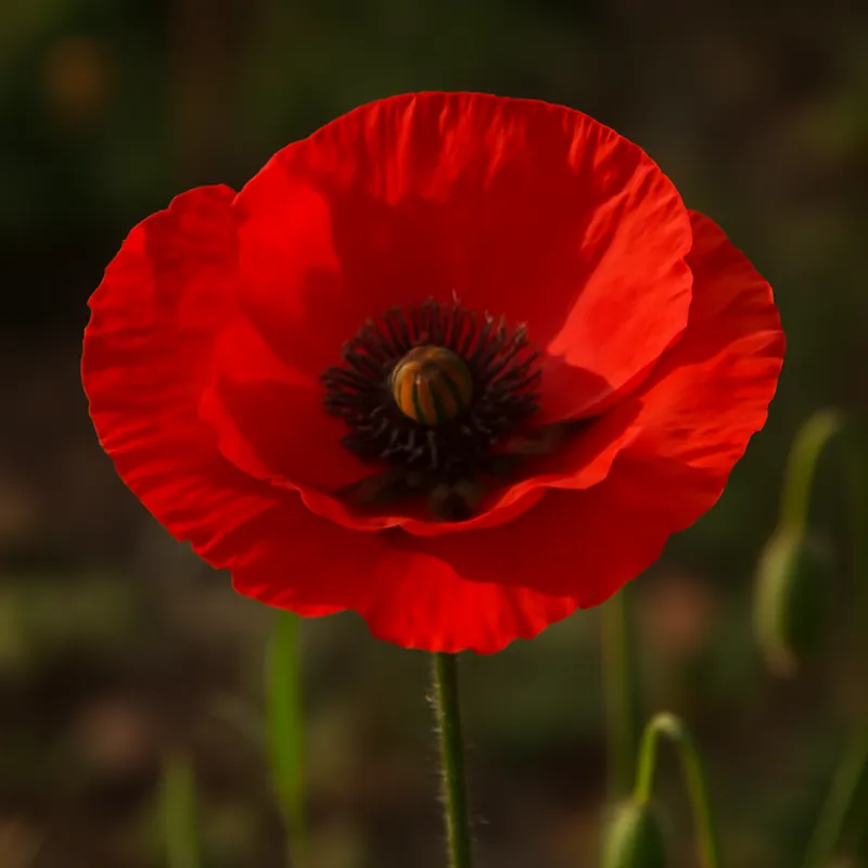 Coquelicot – rouge – image 4