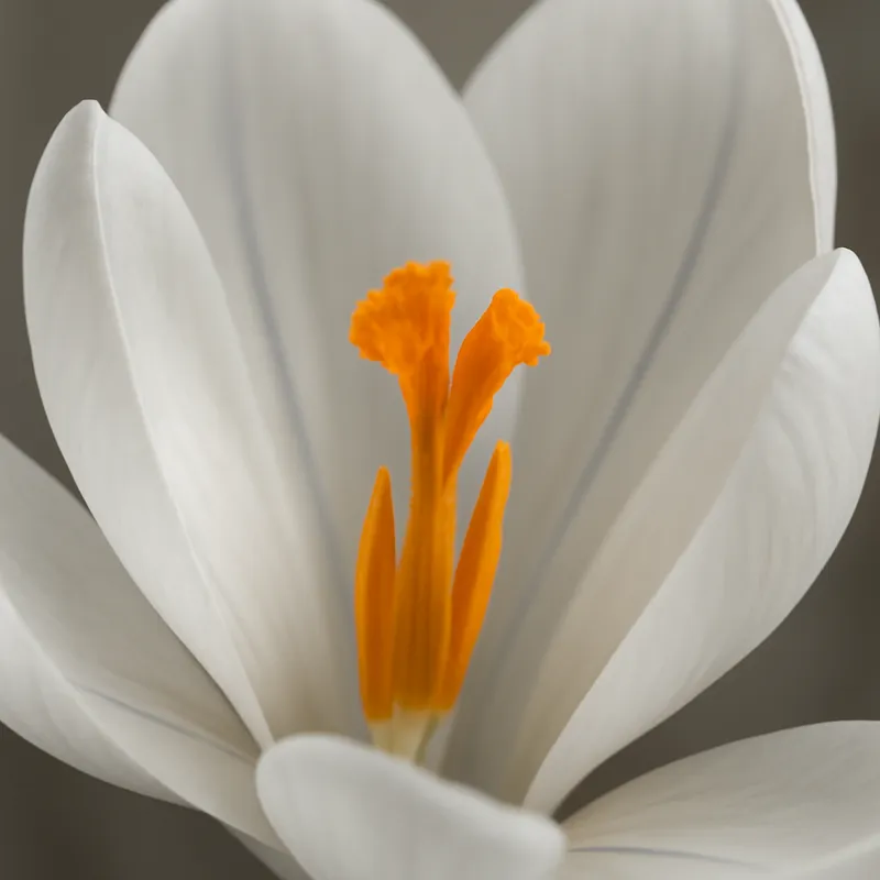 Crocus – blanc – image 2