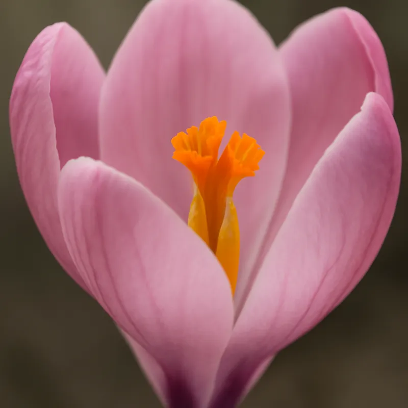 Crocus – rose – image 2