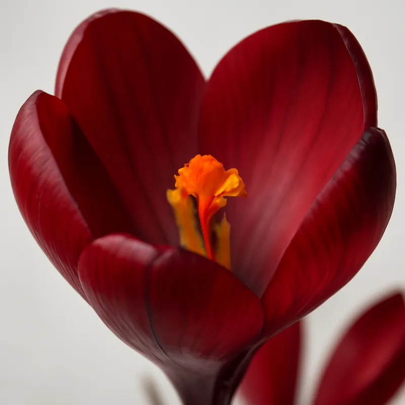 Crocus - rouge - image 2
