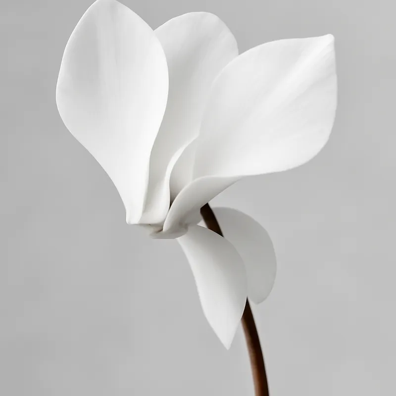 Cyclamen – blanc – image 1