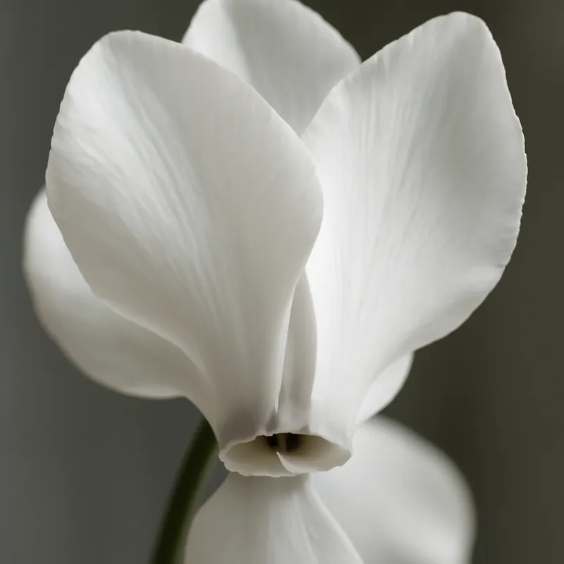 Cyclamen – blanc – image 2