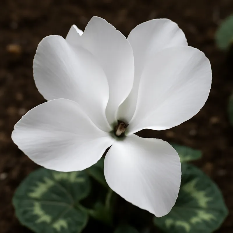 Cyclamen – blanc – image 4