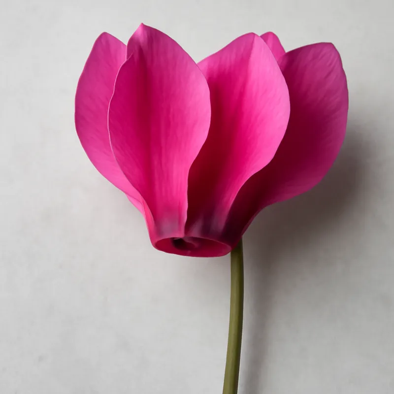 Cyclamen – classique – image 1