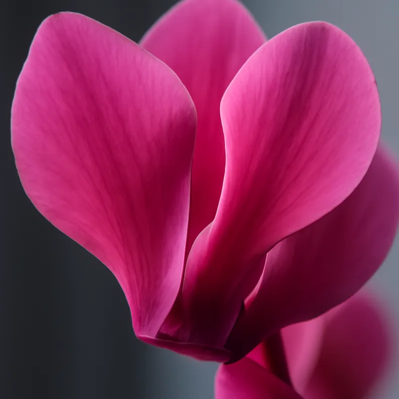 Cyclamen – classique – image 2